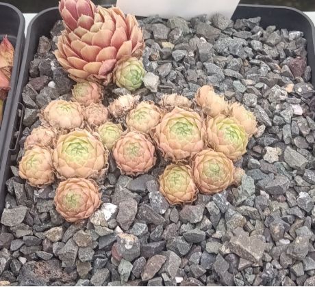 Sempervivum KORSPEL LADY