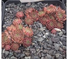 Sempervivum KUBI
