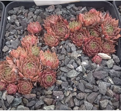 Sempervivum KUBI