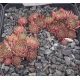 Sempervivum KUBI