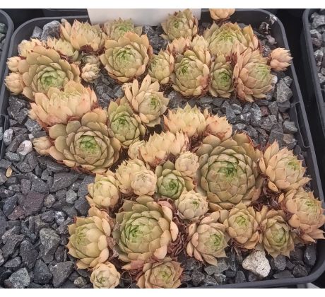 Sempervivum LADY ASTRID