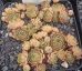 Sempervivum LADY ASTRID
