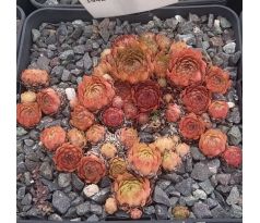 Sempervivum LADY IN RED