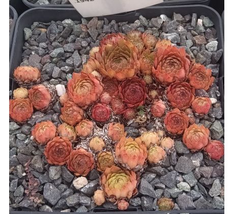 Sempervivum LADY IN RED