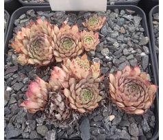 Sempervivum LADY OF STEEL