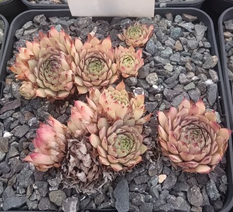 Sempervivum LADY OF STEEL