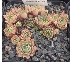 Sempervivum LAVENDERSPROSS
