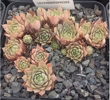 Sempervivum LAVENDERSPROSS