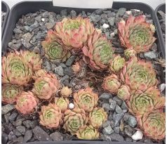 Sempervivum LAYSAN