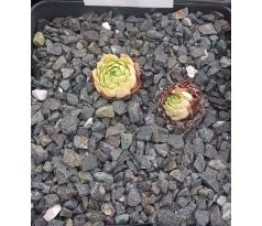 Sempervivum MAJA