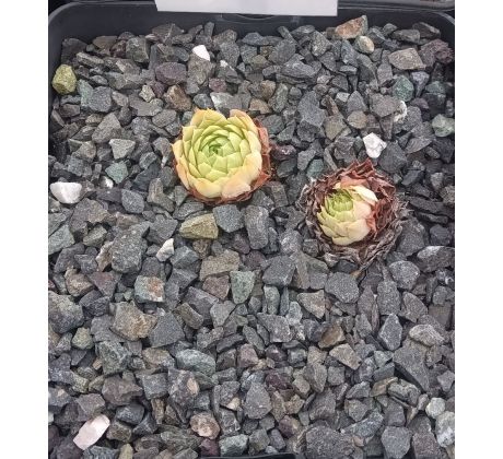 Sempervivum MAJA