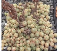 Sempervivum LEE CLAIR`S