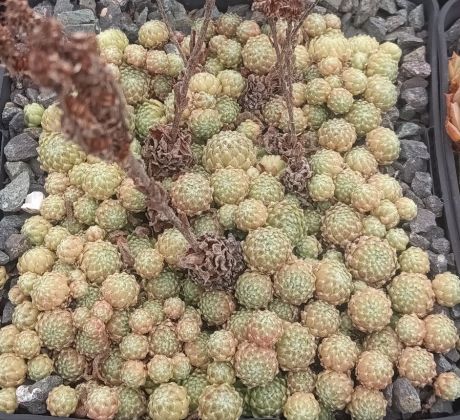 Sempervivum LEE CLAIR`S