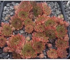 Sempervivum LENGAI