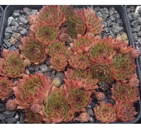 Sempervivum LENGAI
