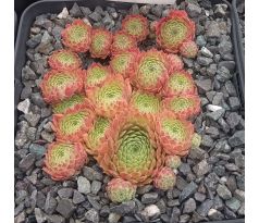 Sempervivum LEONORA