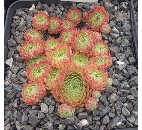 Sempervivum LEONORA