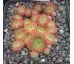 Sempervivum LEONORA