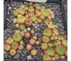 Sempervivum LIBREDA