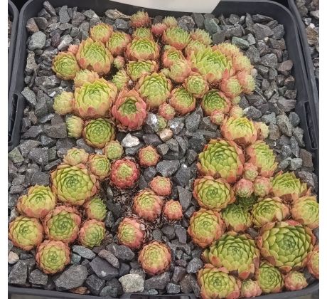 Sempervivum LIBREDA