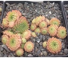 Sempervivum LIMBO