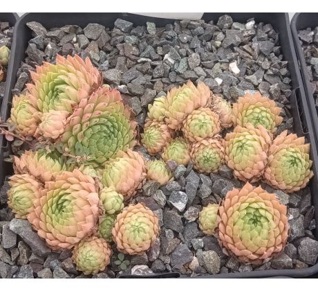 Sempervivum LIMBO