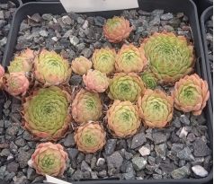 Sempervivum LINDINGEN