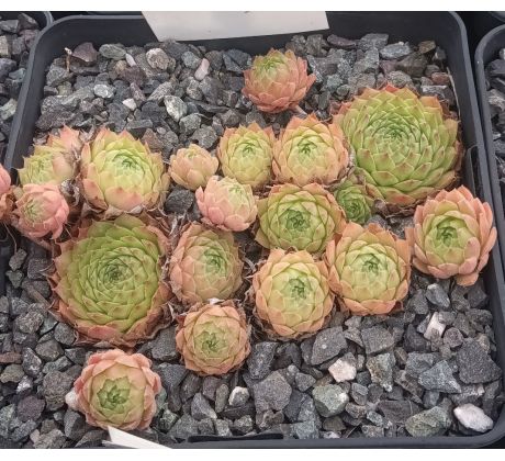 Sempervivum LINDINGEN