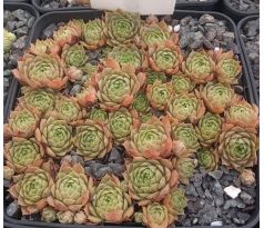 Sempervivum LISON