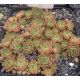 Sempervivum LISON
