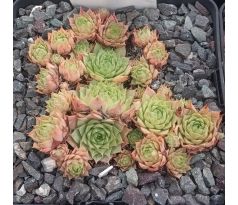 Sempervivum LITTLE TISHA