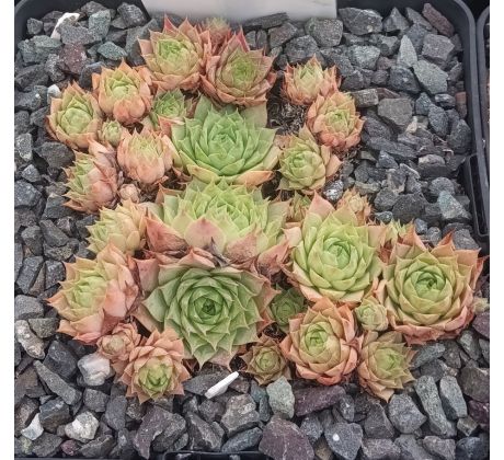Sempervivum LITTLE TISHA