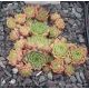 Sempervivum LITTLE TISHA