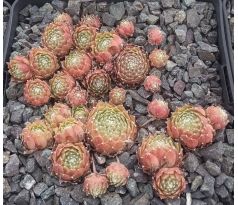 Sempervivum LOTUSBLÜTE