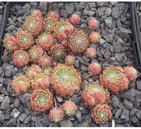 Sempervivum LOTUSBLÜTE