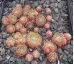Sempervivum LOTUSBLÜTE