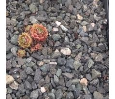 Sempervivum LUCKY LUC