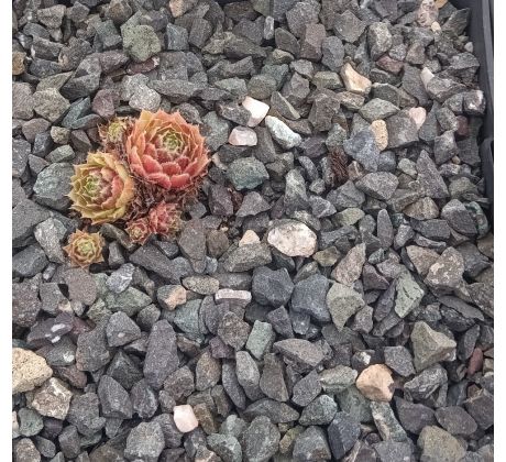 Sempervivum LUCKY LUC