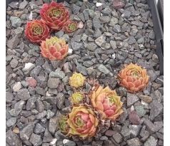 Sempervivum LUCY LIU