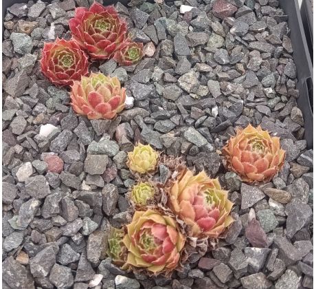 Sempervivum LUCY LIU
