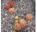 Sempervivum LUCY LIU