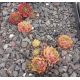 Sempervivum LUCY LIU