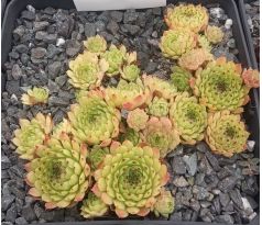 Sempervivum FLIRT