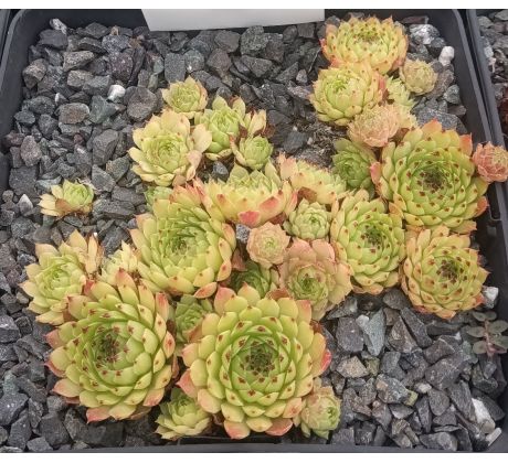 Sempervivum FLIRT
