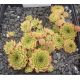 Sempervivum FLIRT
