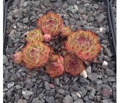 Sempervivum FLORENCE-JOY