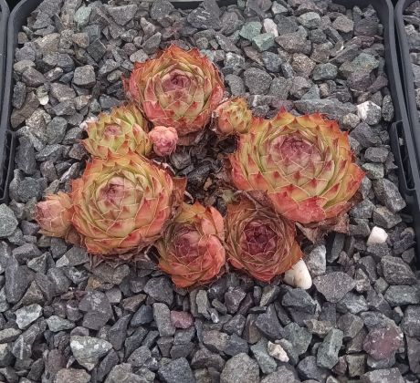 Sempervivum FLORENCE-JOY