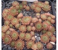 Sempervivum FRÄNZI