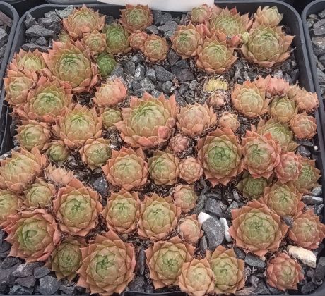 Sempervivum FRÄNZI