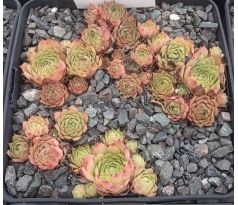 Sempervivum FRIEDA